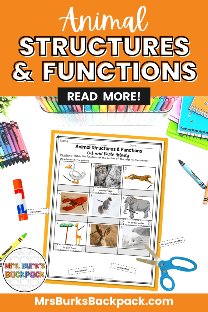 animal structures and functions activities