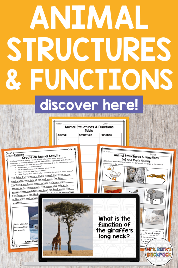 Animal Structures and Functions - lesson plan and activities, powerpoint