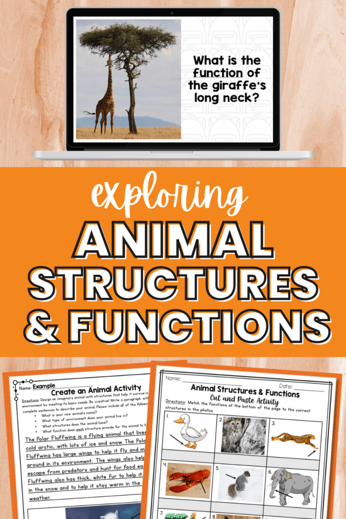 exploring animal adaptations activities and lesson plan