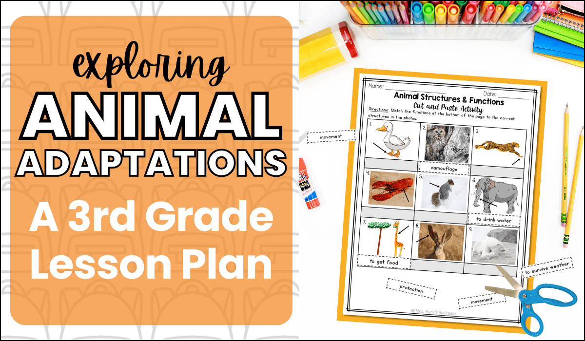 exploring animal adaptations a 3rd grade lesson plan